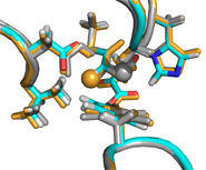 The two different possible forms (in grey and yellow) of the crucial reaction intermediate, at the active site of citrate synthase, from modelling of the reaction in the enzyme