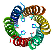 CC-Hex is a new protein structure in which 6 helices come together to form a bundle