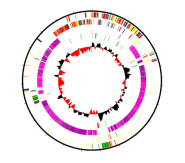 A circular representation of the genome sequence of Mycoplasma haemofelis strain Langford 1, from Dr Emily Barker's thesis