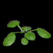 A young Arabidopsis plant grown at 20˚C