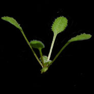A young Arabidopsis plant grown at 28˚C
