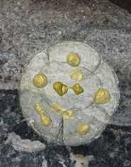 570 million year old multicellular spore body undergoing vegetative nuclear and cell division (foreground) based on synchrotron x-ray tomographic microscopy of fossils recovered from rocks in South China. The background shows a cut surface through the rock - every grain (about 1 mm diameter) is an exceptionally preserved gooey ball of dividing cells turned to stone.