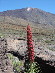 Pico del Teide is part of Tenerife's central volcanic complex and one of VUELCO's target volcanoes. The complex underwent a period of unrest in 2004/5.