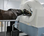 A horse undergoing a CT examination of its head while sedated