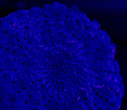 A false colour SEM image of a sea urchin spine