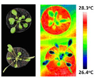 (Left) Arabidopsis thaliana, the model plant species, grown at 22oC (top) and 28oC (bottom). (Right) Thermal images of 22oC-grown (top) and 28oC-grown (bottom) Arabidopsis plants moved to 28oC.