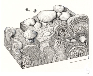 Illustration of a microbe-dominated ecosystem immediately after the end-Permian period of mass extinction