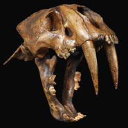 Fossil skull and lower jaws of a sabre-toothed cat, Smilodon fatalis, from the La Brea tar pits of California, USA