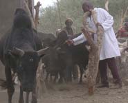 Cattle with Ugandan farmers and a veterinary health officer