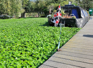 Floating Pennywort grows on water at a rate of up to 20cm per day, and can completely smother waterbodies in a matter of weeks.
