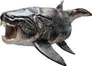Sculptured reconstruction of the placoderm Dunkleosteus
