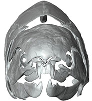 Front view of a virtual model of the placoderm Dunkleosteus