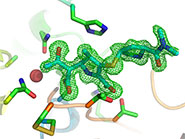 Two structural 'snapshots' showing the carbapenem antibiotic meropenem bound to the SFC-1 enzyme. Top panel shows intact antibiotic; bottom panel shows an intermediate step in breakdown of the drug. The position of the antibiotic is indicated by the green mesh.