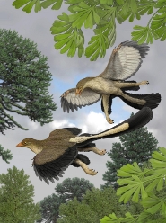 An artist’s impression of what the Archaeopteryx lithographica would have looked like in flight