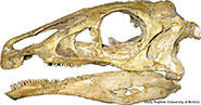 Fossil skull of the Cretaceous therizinosaur Erlikosaurus andrewsi