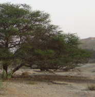 An acacia tree