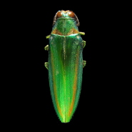 The iridescent jewel beetle Chrysochroa raja owes its colour to nanometre-size structures in its outer tissues and was used in fossilisation experiments to explain patterns in the fossil record of colour