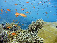 A Red Sea coral reef