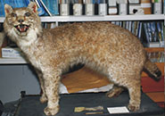 The lynx is now on display at Bristol Museum and Art Gallery