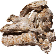 Fossil skull of the juvenile specimen of Dysalotosaurus lettowvorbecki