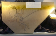 The cast of the four winged dinosaur, microraptor gui