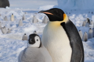 Emperor penguins at the Cape Washington colony in Antarctica