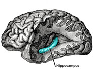 A diagram of the brain with the hippocampus shown in blue
