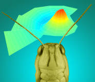 The shape of the nanoscale wave on a locust's eardrum