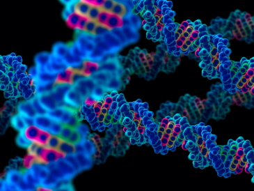 A DNA molecule in 3D
