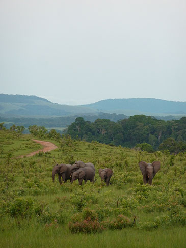 Image of a herd of forest elephants in their natural environment in the La Lopé National Park, Gabon (copyright: Estel Sarroca).