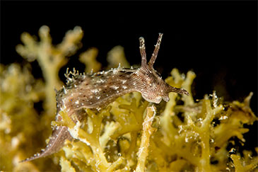 Image of a sea hare by Fabien Michnet