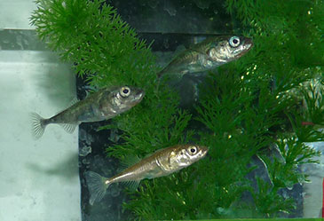 Image of some sticklebacks