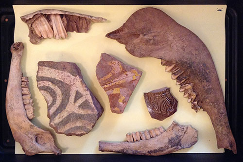 Image of a display tray showing animal bones and floor tile fragments 