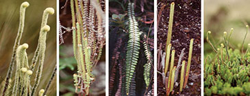 Image of five species of Jamesonia