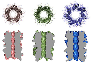 Orthogonal views of 5-, 6- and 7-helix barrel proteins created by Drew Thomson, Dek Woolfson and colleagues 
