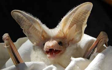 Image of the desert long-eared bat Otonycteris hemprichii