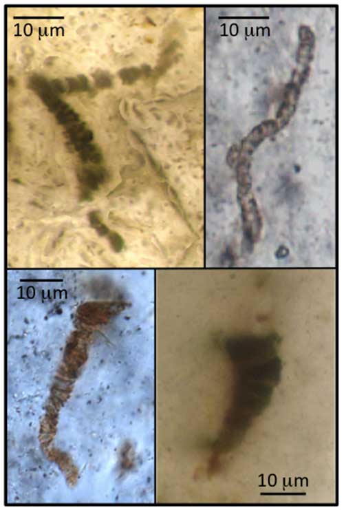 Four examples of microfossil-like artefacts (pseudofossils) from the 3.46 billion-year-old Apex chert 