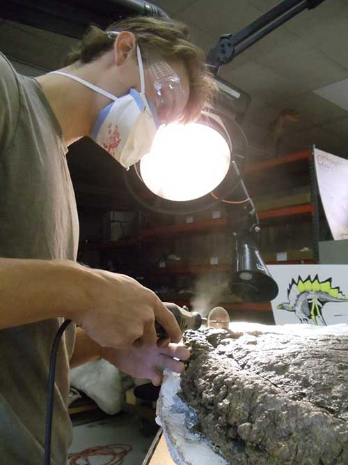 Image of Evan Saitta sawing away a sample of a Stegosaurus plate for thin sectioning (Credit: The Judith River Dinosaur Institute) 