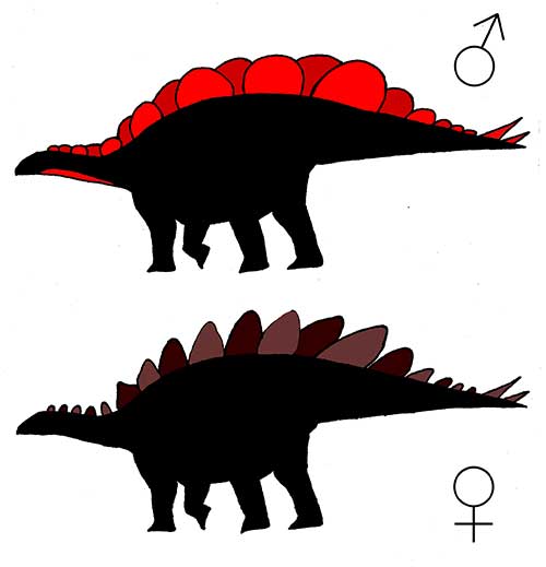 Image of two hypothetical silhouettes of the male and female Stegosaurus Credit: Evan Saitta) 
