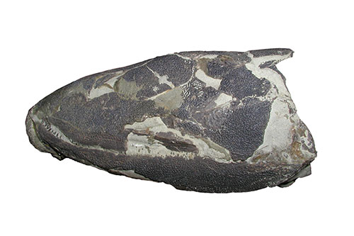 Image of one of the original Eusthenopteron skulls used in the project 