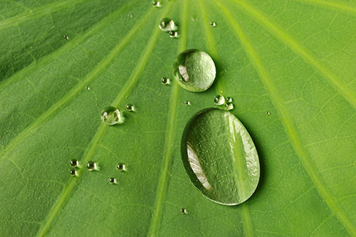 Image of water drops on a lotus leaf
