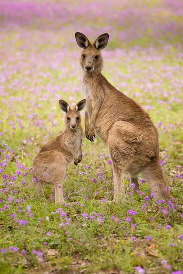 Image of an adult kangaroo and joey