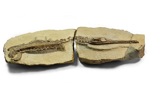 Image of an infant marine crocodile, Pelagosaurus typus, just 23 cm long