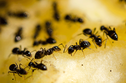Generic image of ants
