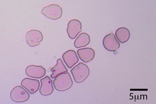 Blood cells grown in culture (reticulocytes)