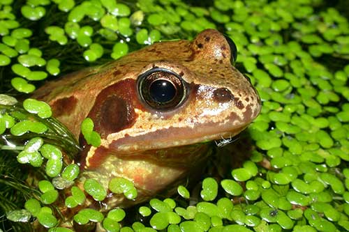 Image of a common frog