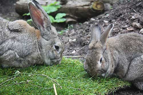 Image of two rabbits