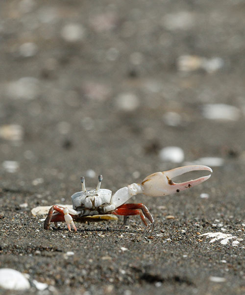 Image of fiddler crab