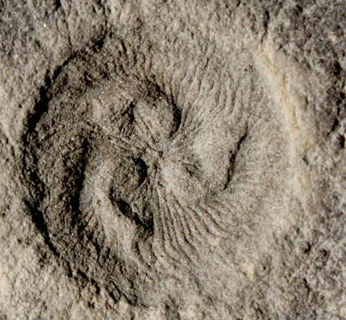 Image showing detail of the fossil of the extinct organism Tribrachidium