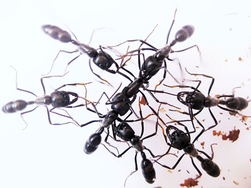 Image of ants interacting